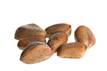 Cedar nut