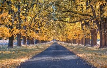 autumn country road