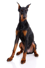 black and brown doberman on white background