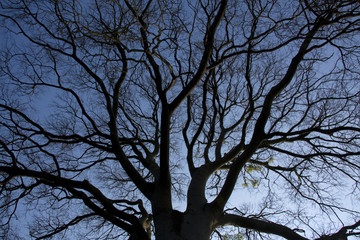 ALBERO