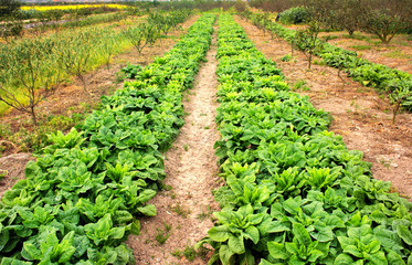Fototapeta na wymiar Green leaf Vegetable fields