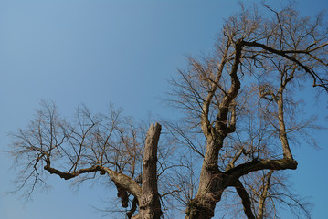 Alter Baum