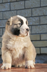 Obraz premium nice small dog sit on wooden table