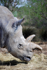 Vue de coté, le rhinocéros blanc