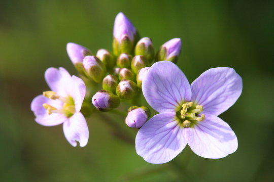 Wiesen-Schaumkraut / Cardamine pratensis