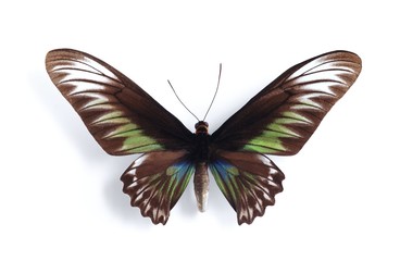 Trogonoptera brookiana ( female)