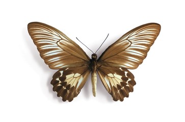 Troides oblongomaculatus (female)