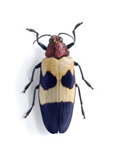 Chrysochroa buqueti rugicollis