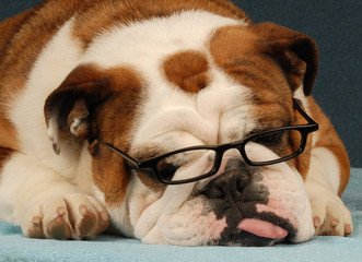 bulldog wearing reading glasses with tongue sticking out