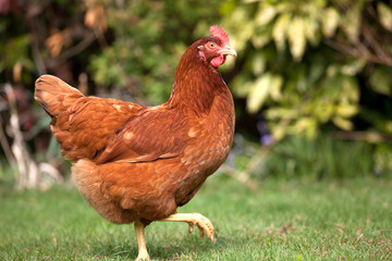 Garden Chicken