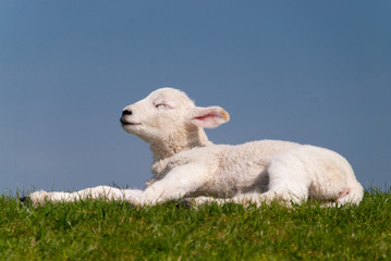 lamb