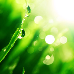 shine water drop
