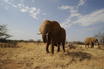 African Bush Elephant (Loxodonta africana) at Samburu park