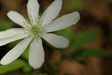Fototapeta premium 野に咲く