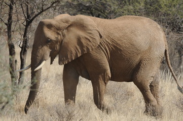 Fototapety  Słoń afrykański (Loxodonta africana) w parku Samburu