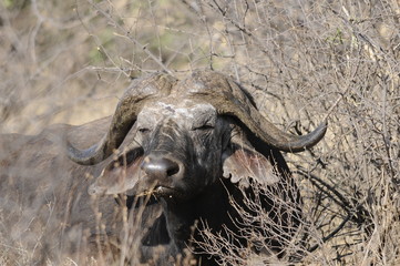 African Buffalo (Syncerus caffer), Masai Mara, Kenya