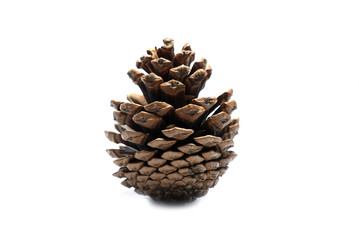 isolated pine cone on white background