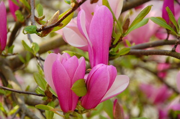 Fototapeta premium Fleurs dans un arbre.
