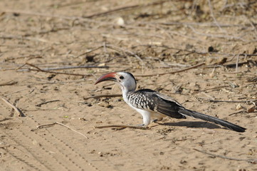 Red-billed Hornbill (Tockus erythrorhynchus), Samburu, Kenya