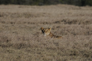 Lioness (Panthera leo), Samburu park, Kenya