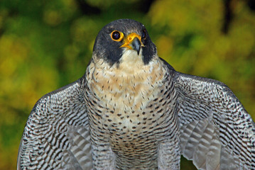 Startversuch des Wanderfalken