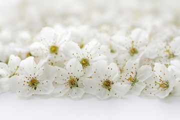 Kirschblüten, weiß 2