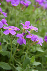 Obraz premium fleur de rocaille aubriette