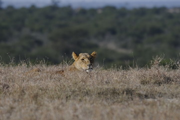 Lioness (Panthera leo), Samburu park, Kenya