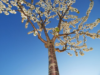 Blooming Cherry-Tree