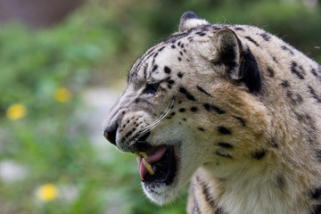 Fototapeta premium Leopardo delle nevi