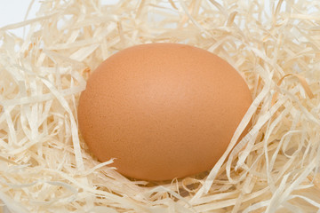 egg in a nest