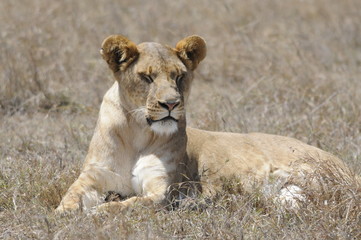 Fototapeta na wymiar Lioness (Panthera leo), sleeps at Samburu park, Kenya