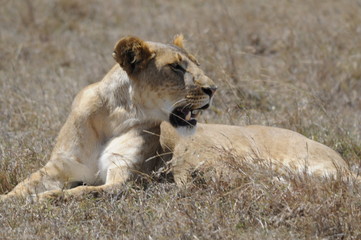 Lioness (Panthera leo), Samburu park, Kenya