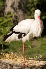 Storch