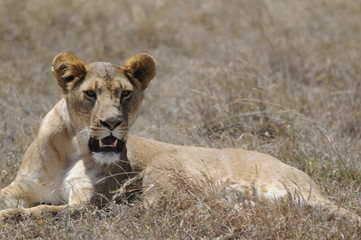 Fototapeta na wymiar Lioness (Panthera leo), Samburu park, Kenya
