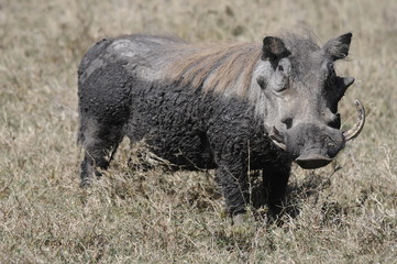 Common Warthog (Phacochoerus africanus), Kenya