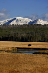 Bison in Meadow (Bison bison)