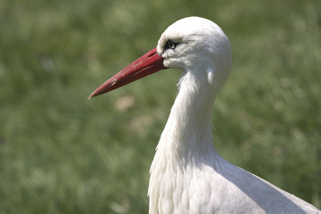 storch