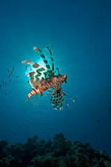 Fototapeta na wymiar ocean, lionfish and sun