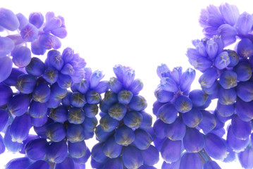 Obraz na płótnie Canvas blue pearl flowers