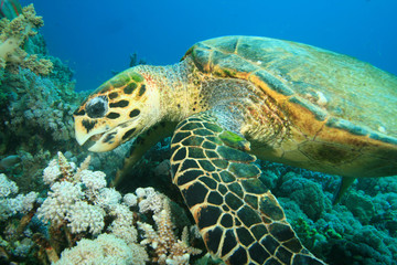 Naklejka na ściany i meble Hawksbill Sea Turtle eating Soft Coral