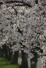 桜並木