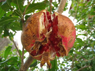 Granatapfel am Baum