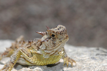Phrynosoma cornutum