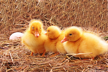 Three young ducks