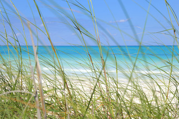 Tropical beach and grass