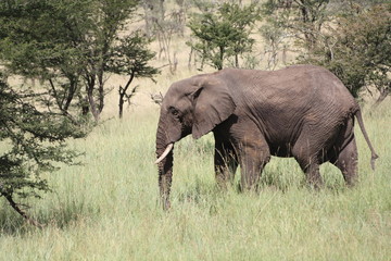 Fototapeta premium Elephant d'Afrique