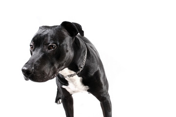 Cachorro pit-bull preto, isolado no fundo branco