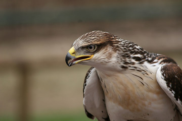 close up of a hawk