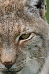 Fototapeta premium close up of a lynx